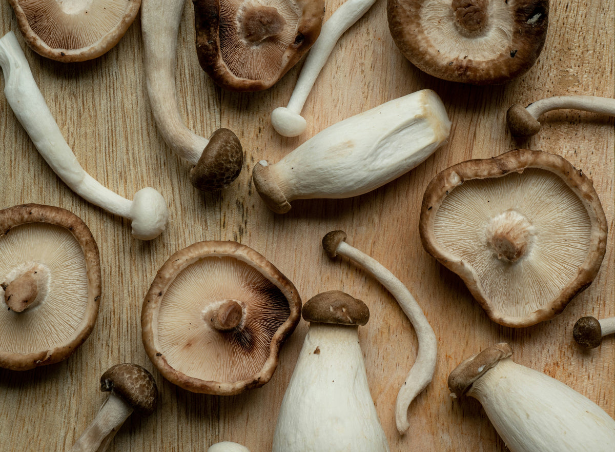 Grown Slow, Delivered Fresh: Inside Our Mushroom Farm