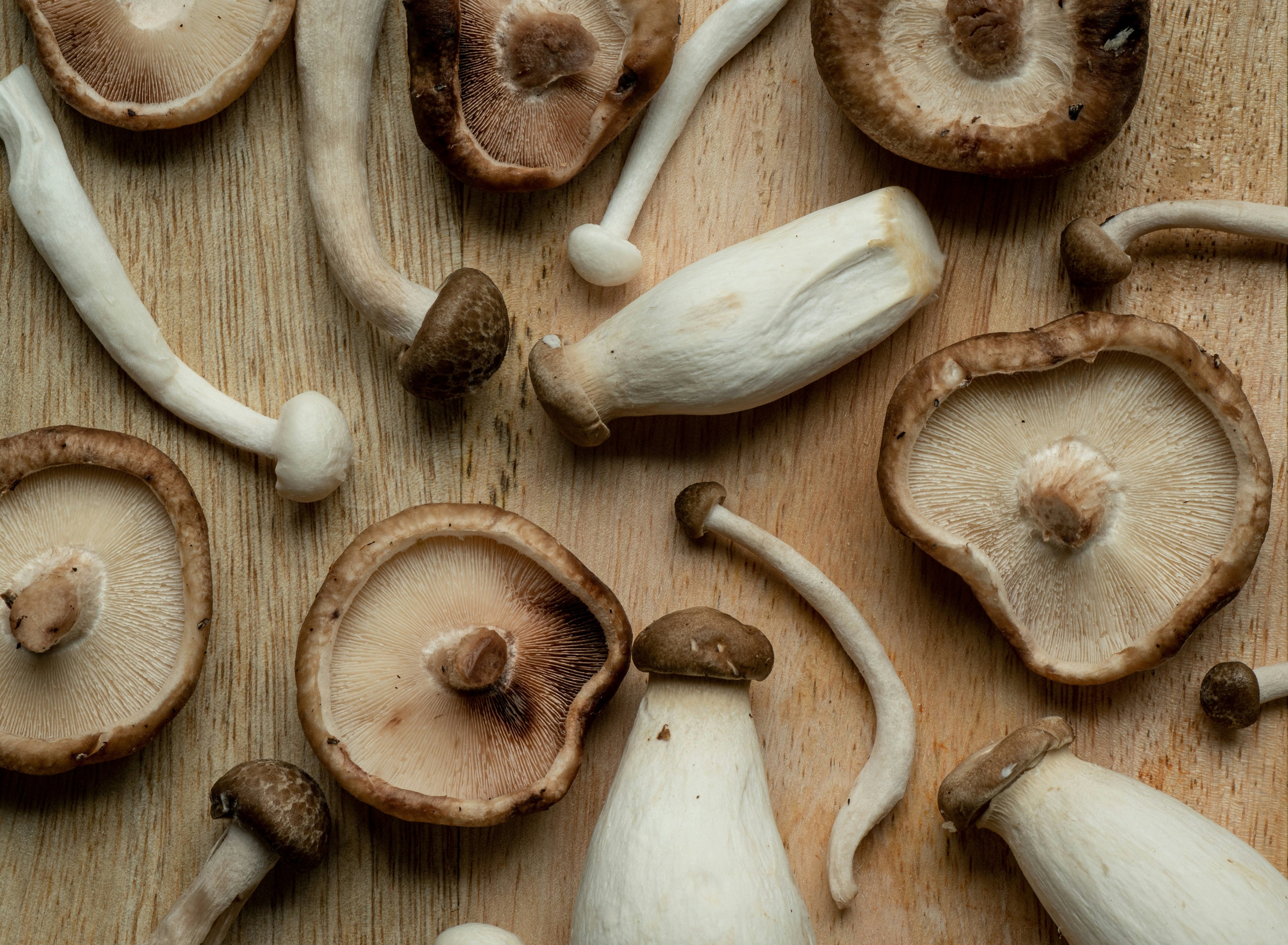 Grown Slow, Delivered Fresh: Inside Our Mushroom Farm