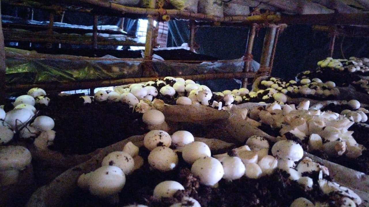 Button Mushroom Fresh