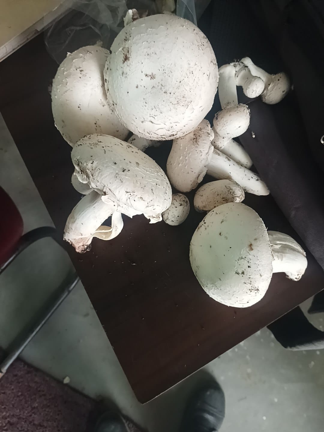 Button Mushroom Fresh