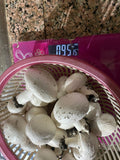 Button Mushroom Fresh