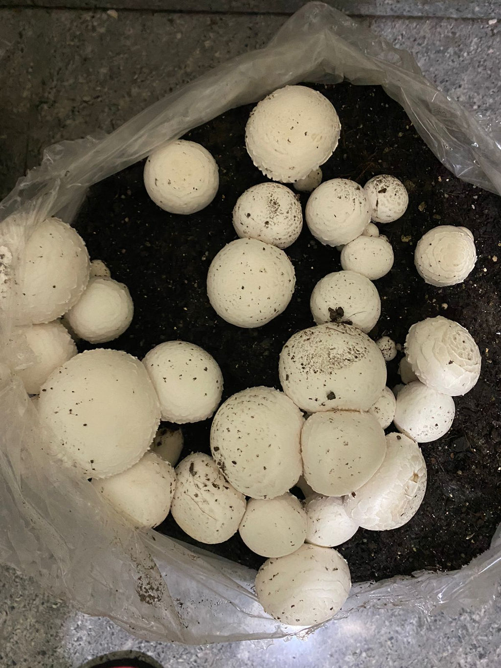 Button Mushroom Fresh