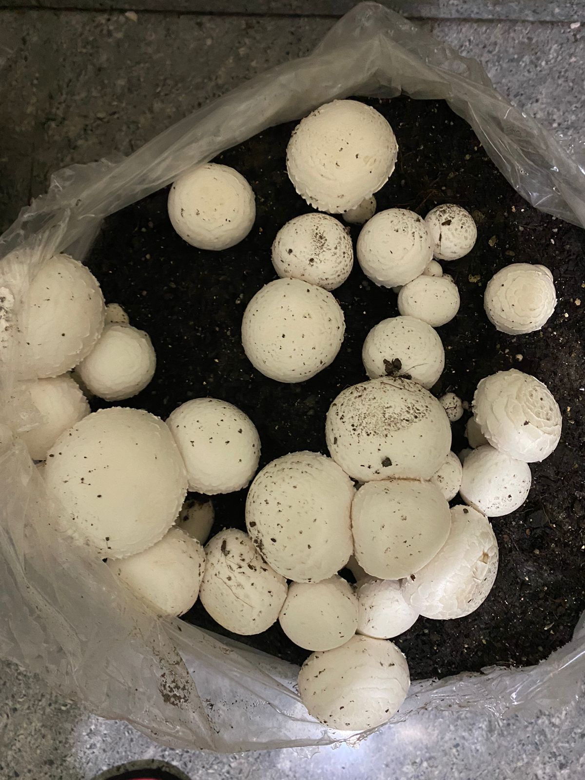 Button Mushroom Fresh