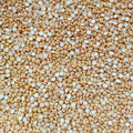 Premium Gram Seeds