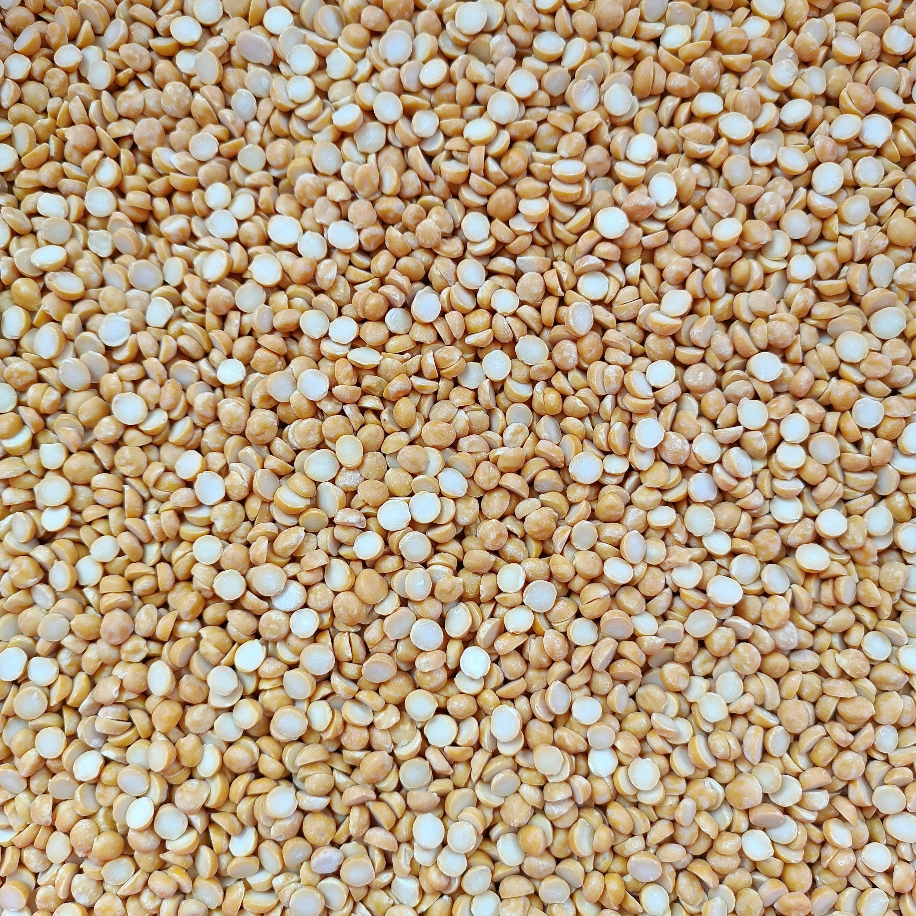 Premium Gram Seeds