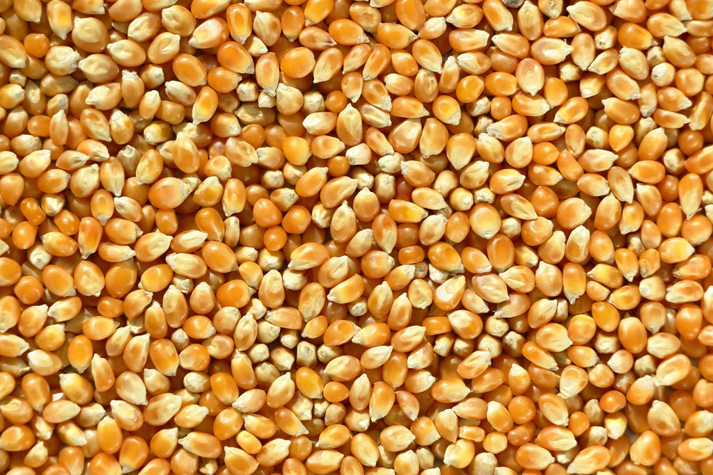 Premium Corn Seeds