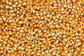 Premium Corn Seeds
