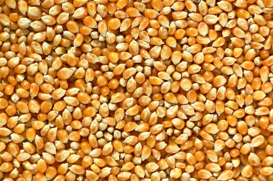 Premium Corn Seeds