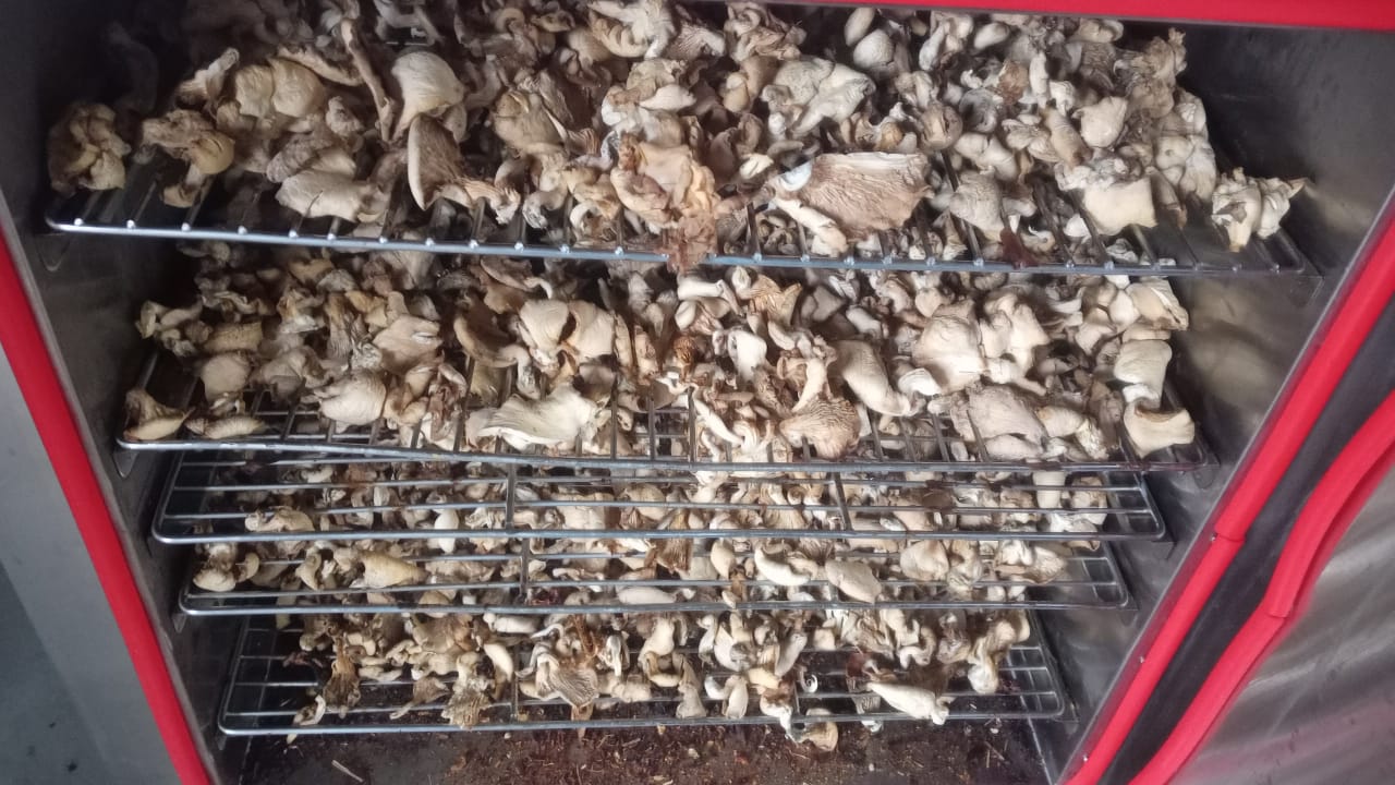Dry Oyster Mushrooms