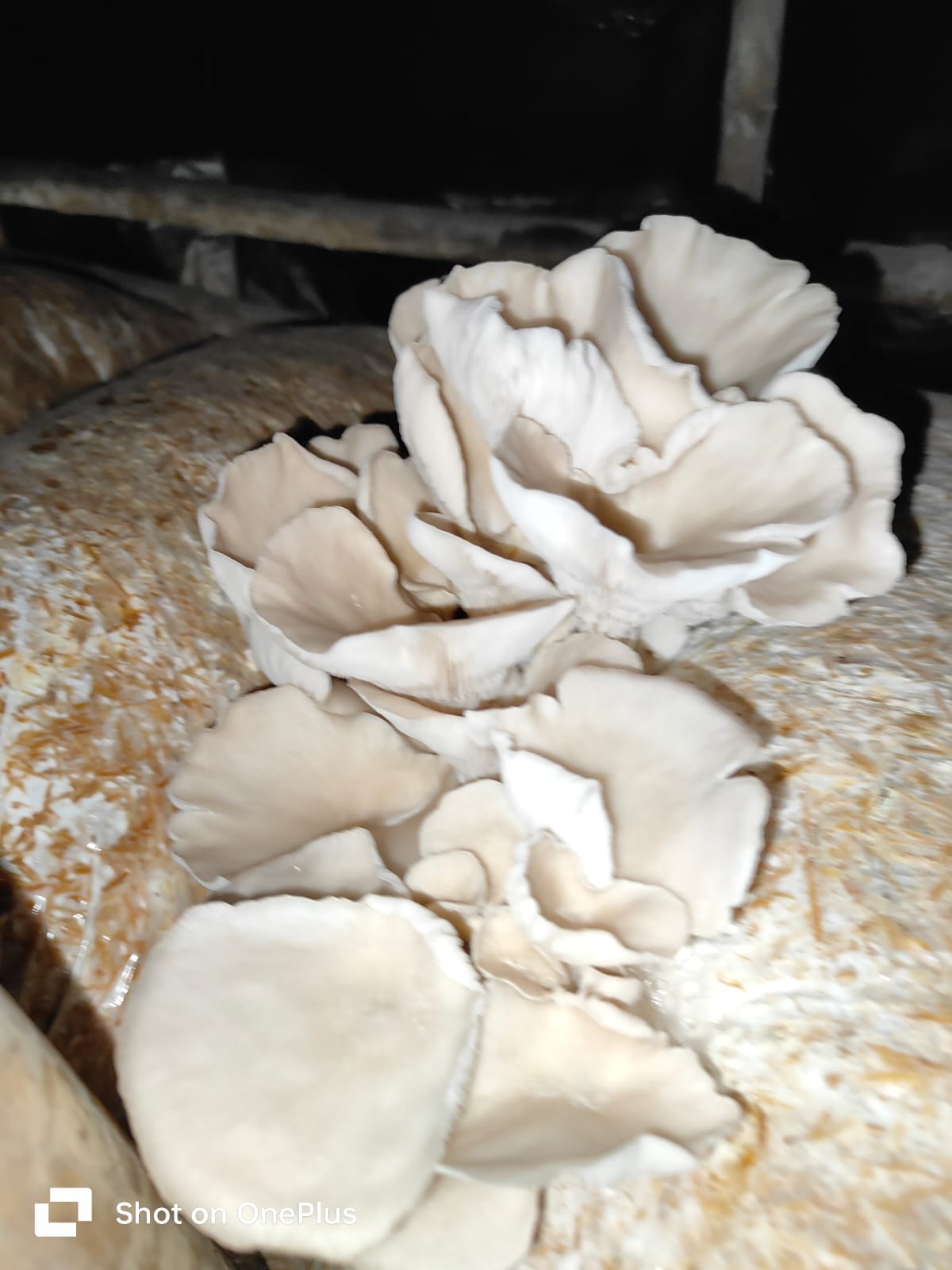 Oyester Mushroom fresh