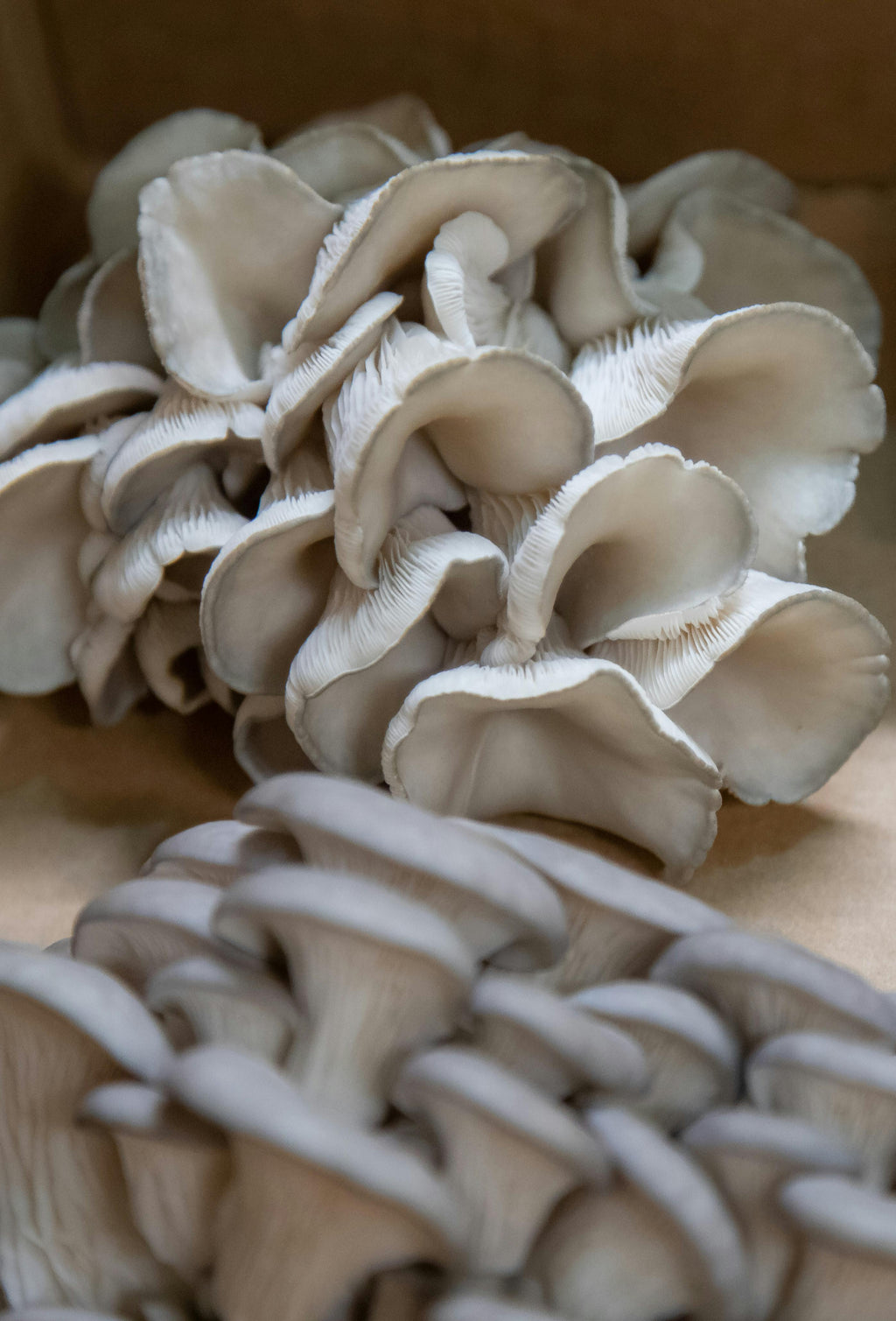 Oyster Mushroom