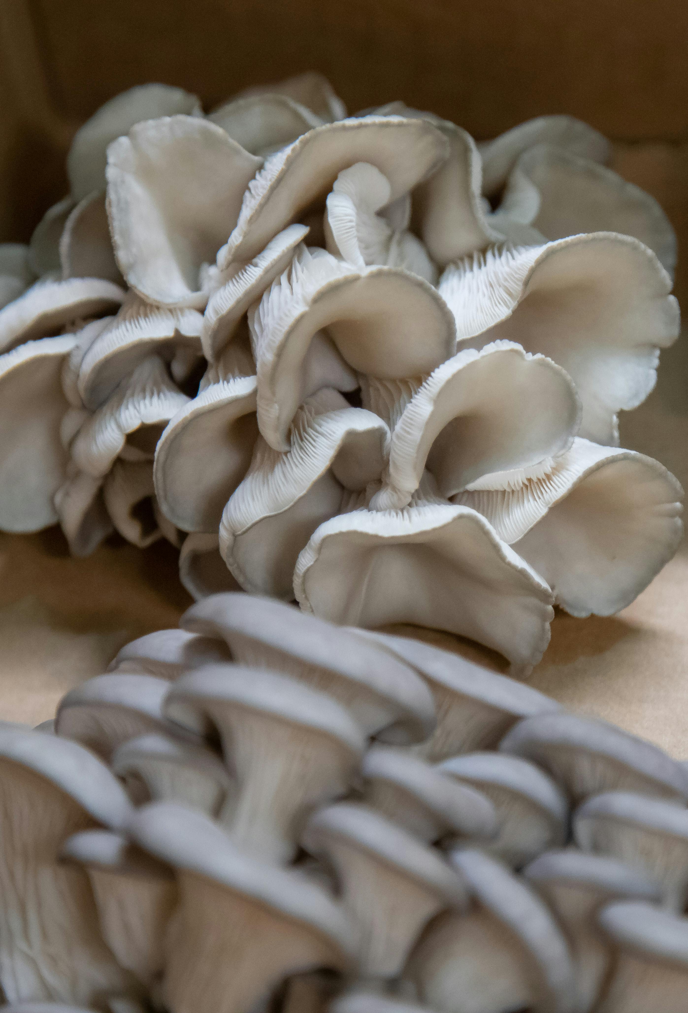 Oyster Mushroom