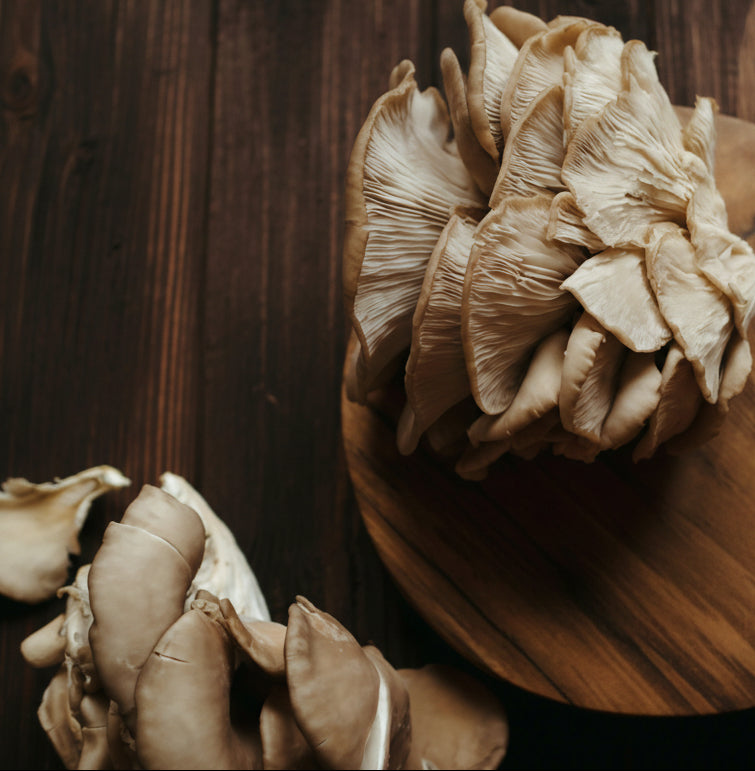 Oyster mushroom on the table