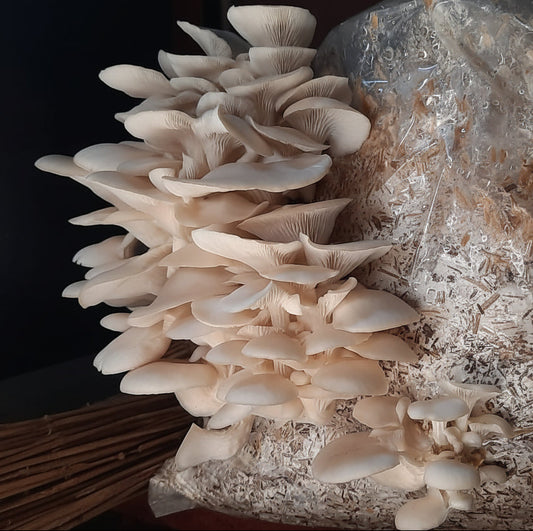 oyster mushroom growing organically in a bag 