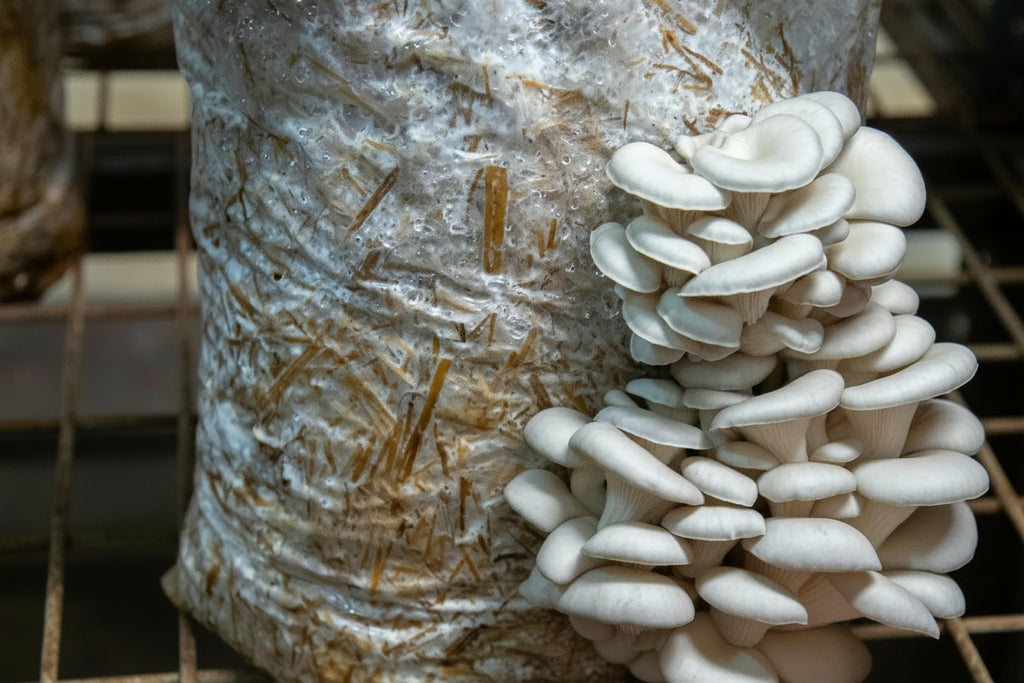 Oyster Mushroom