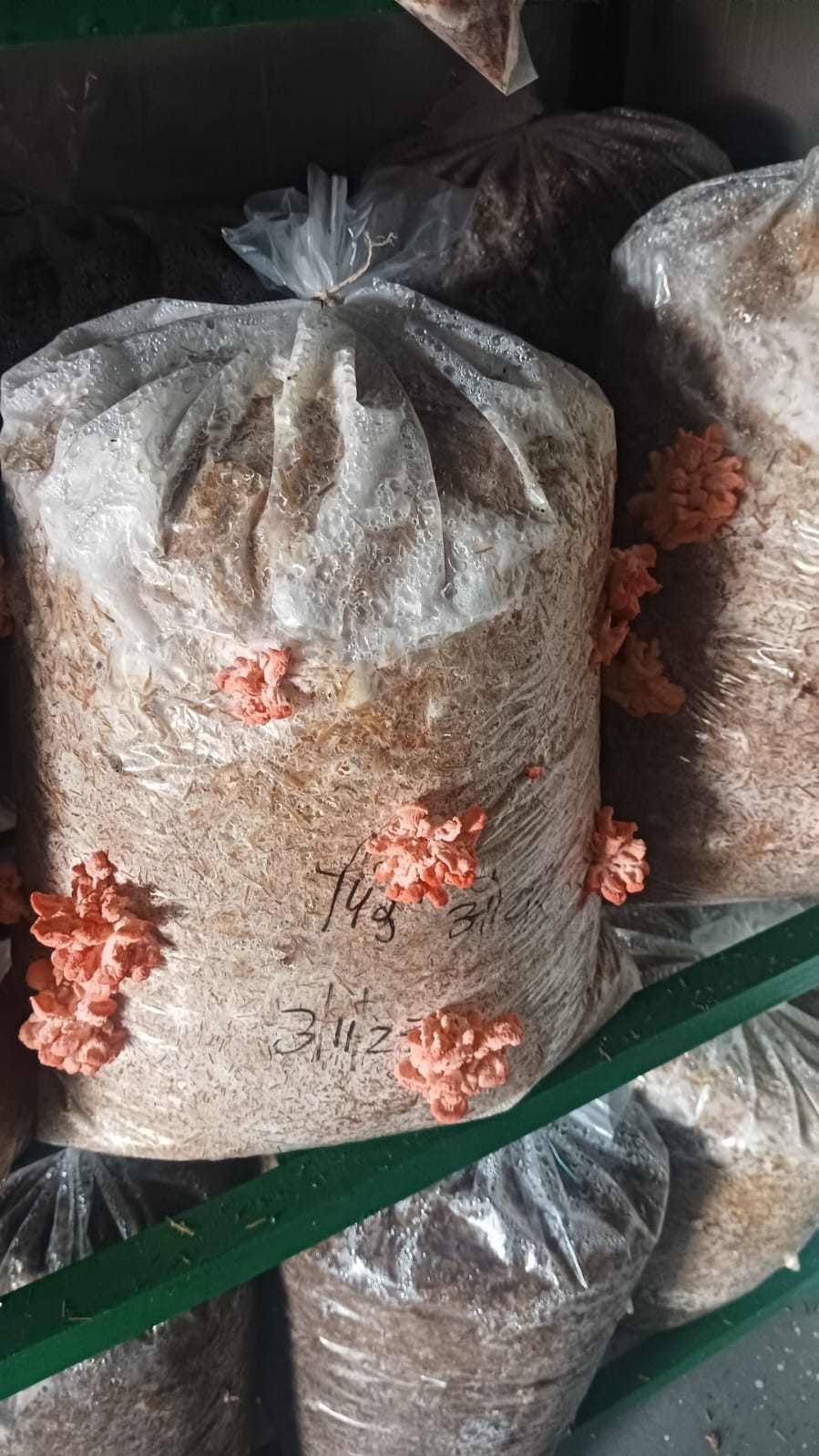 Oyester Mushroom fresh