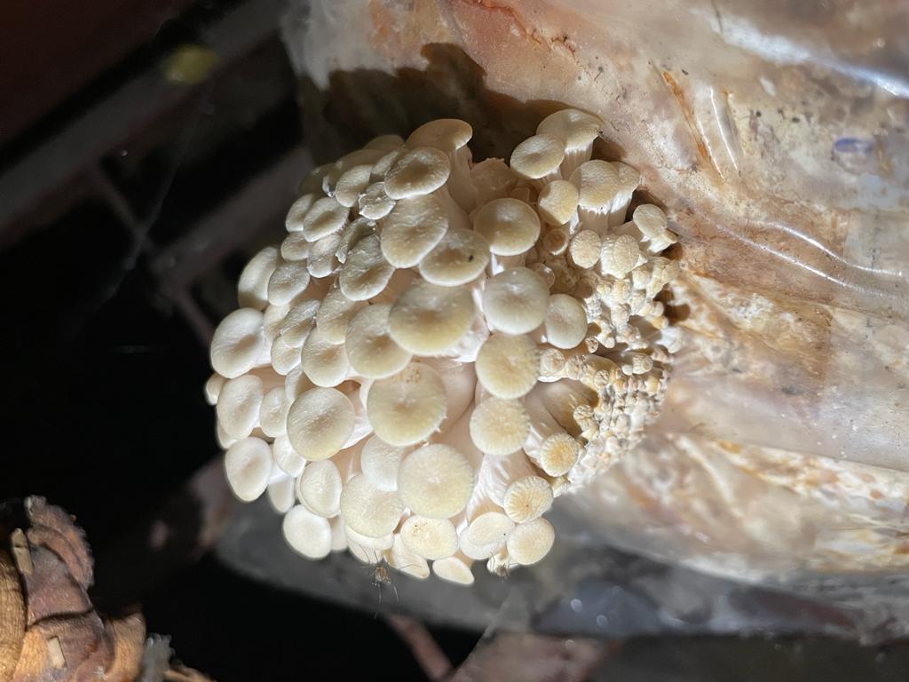 Oyester Mushroom fresh