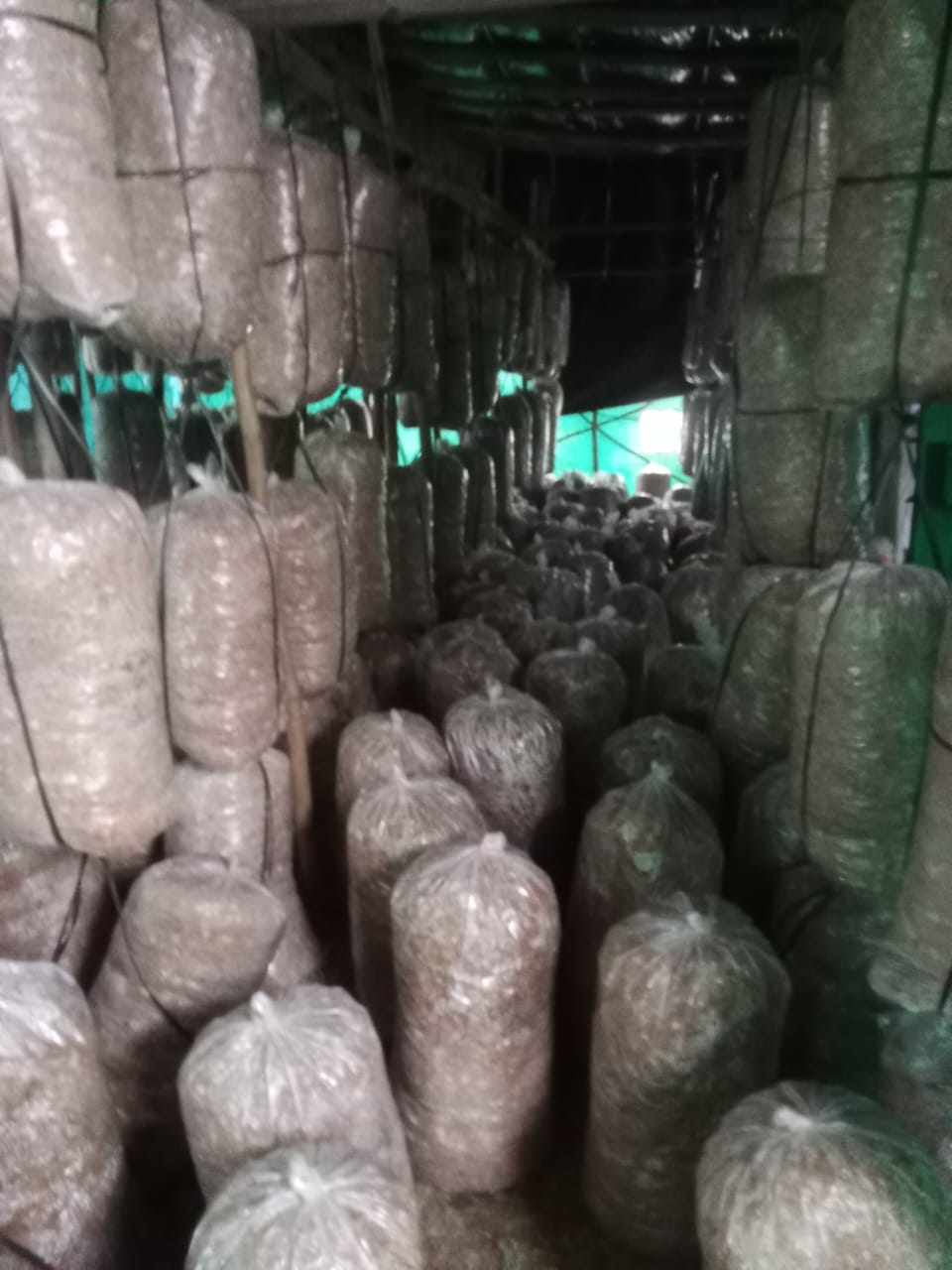 Oyester Mushroom fresh