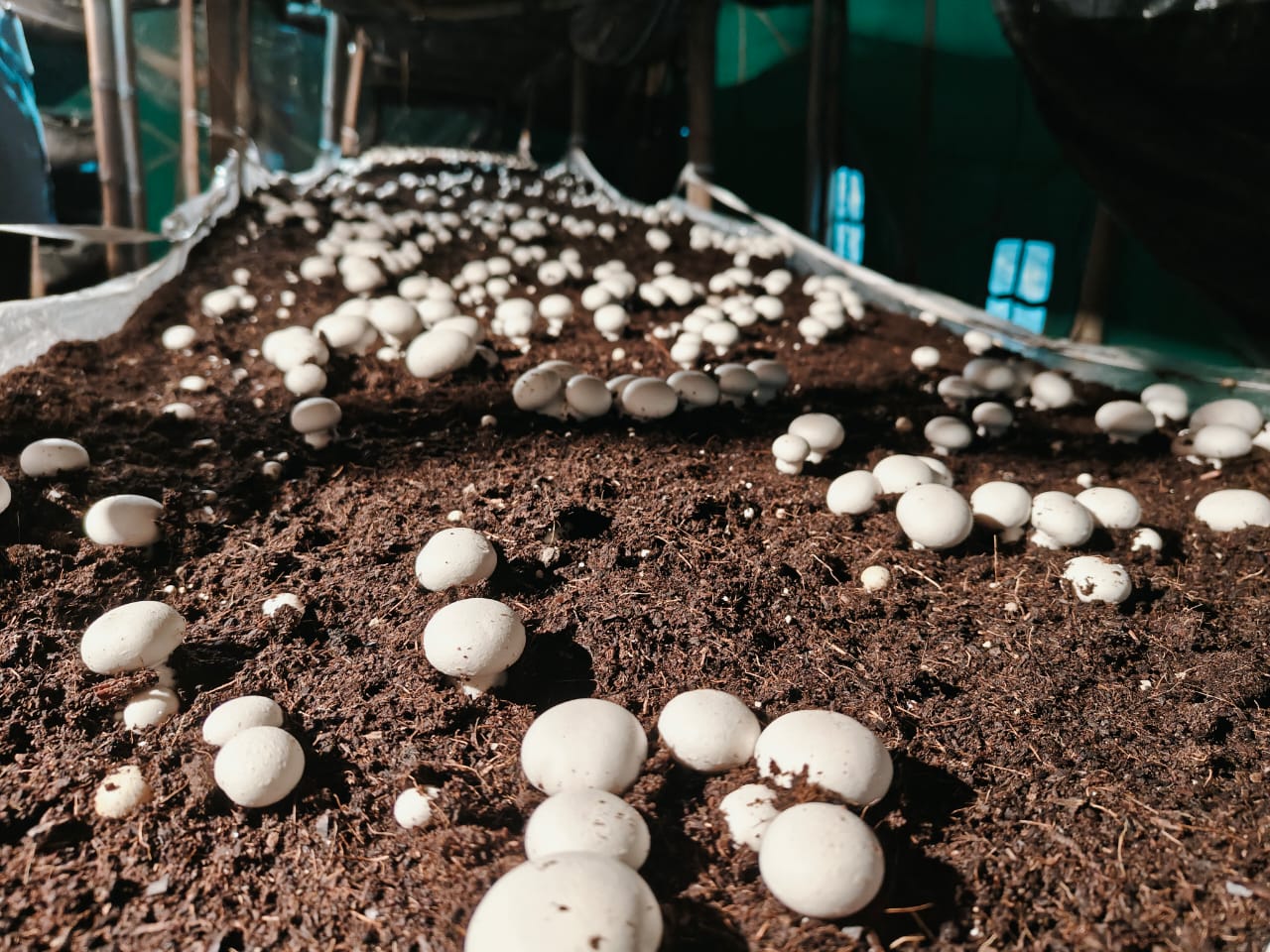 Fresh button Mushroom