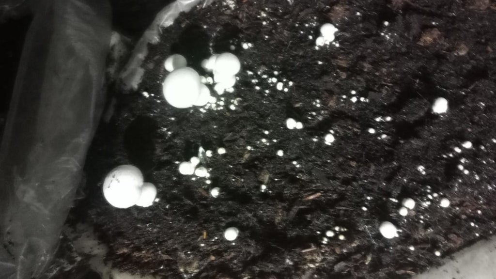 Button Mushroom Fresh