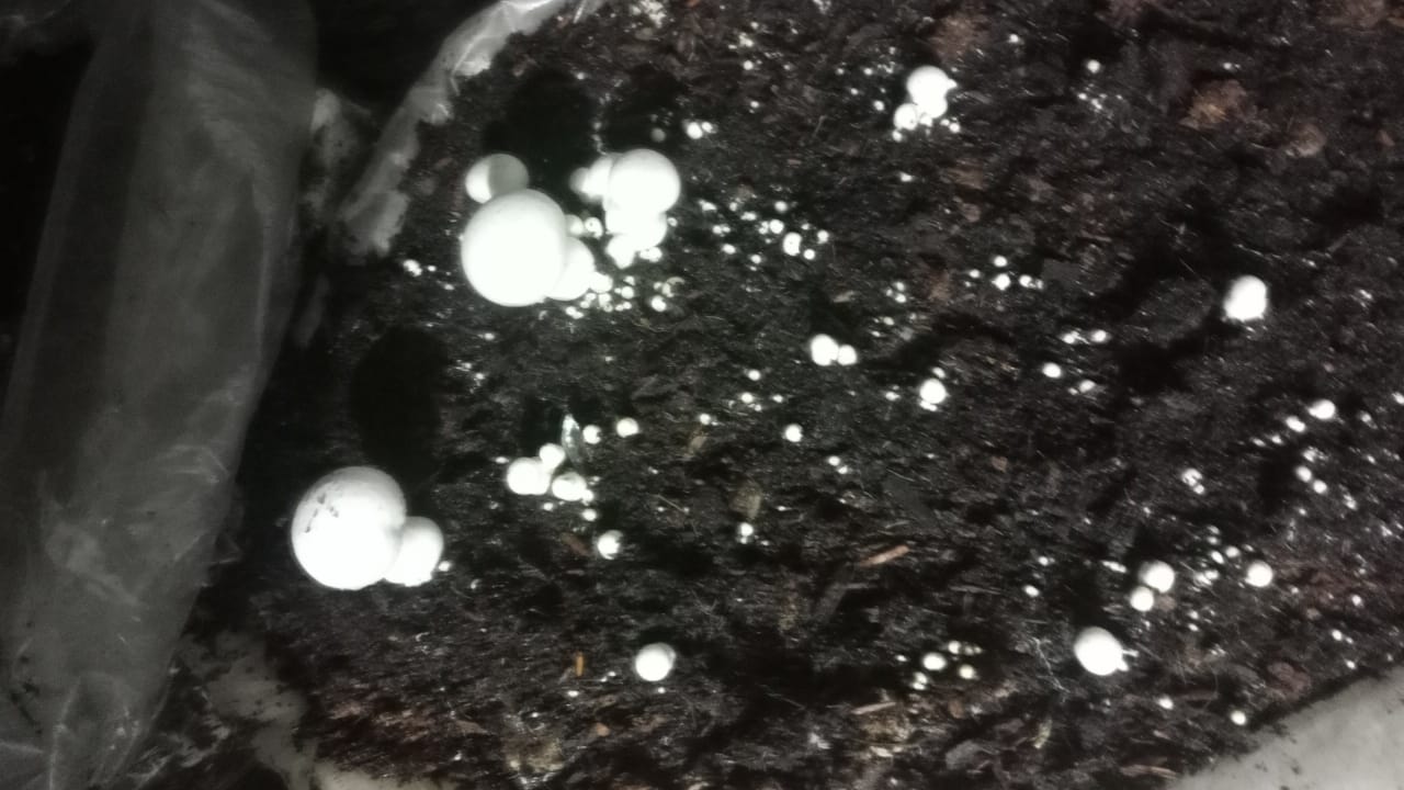 Button Mushroom Fresh