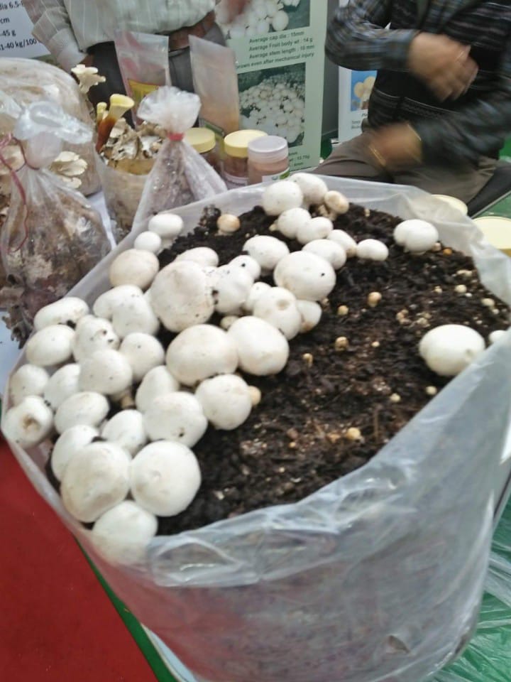 Button Mushroom Fresh