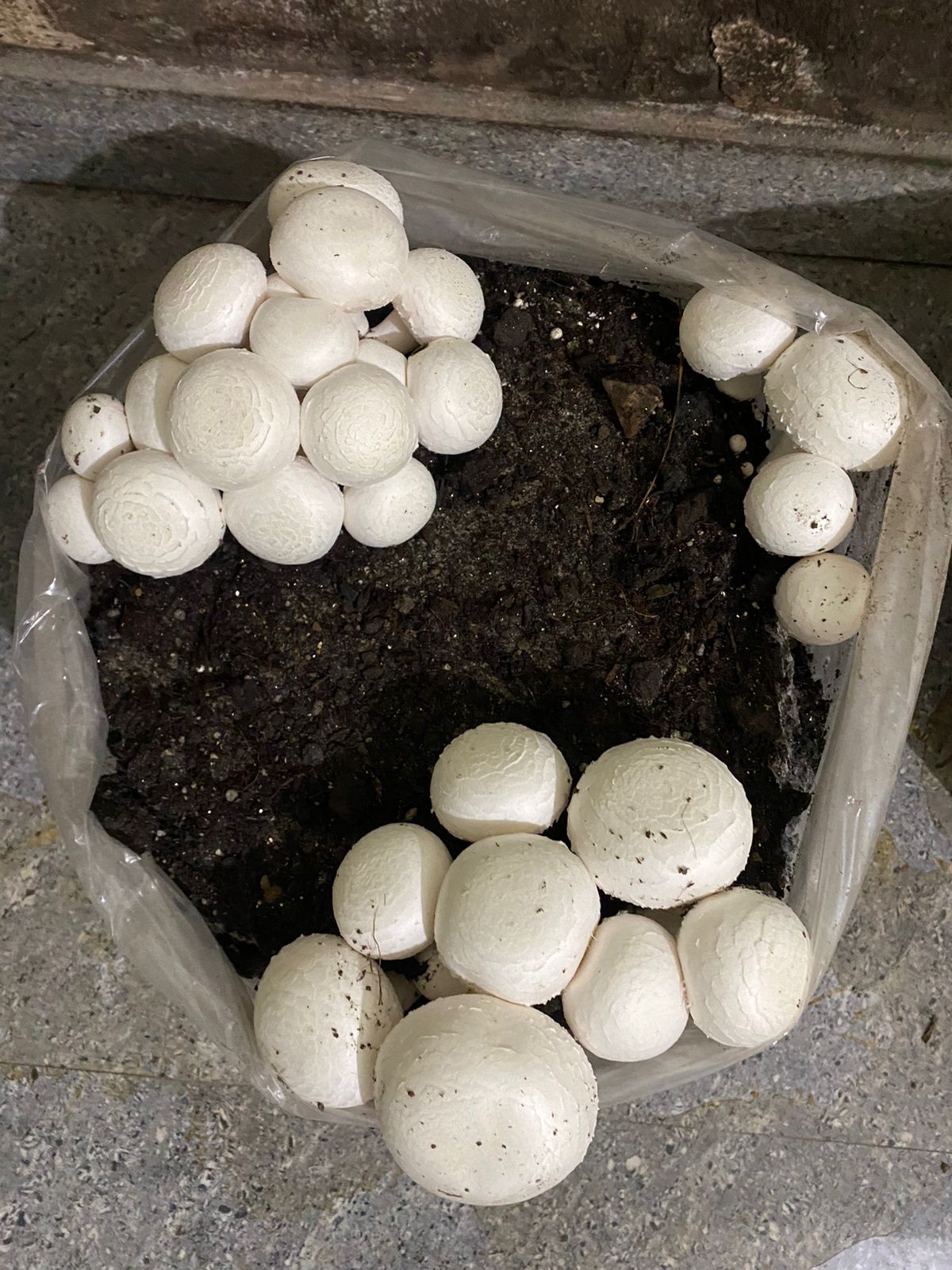 Button Mushroom Fresh