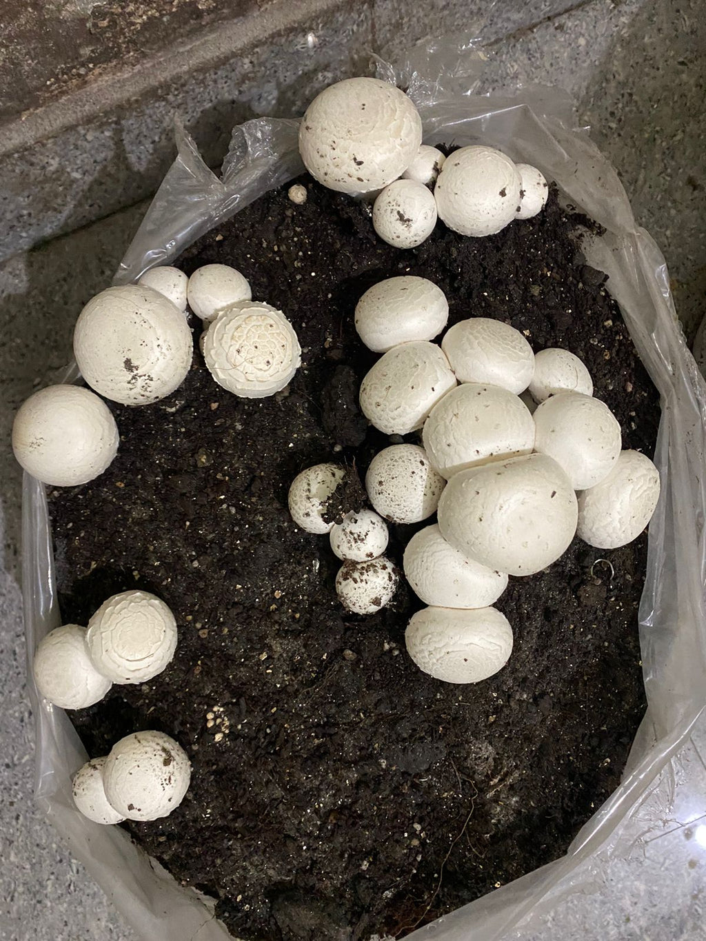 Button Mushroom Fresh