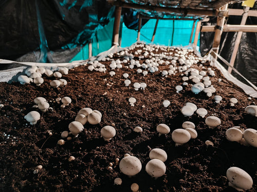 Fresh button Mushroom