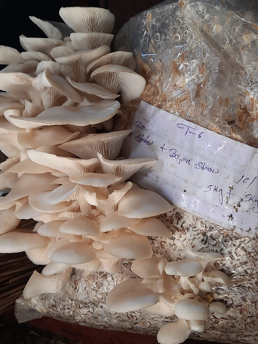 Oyester Mushroom fresh