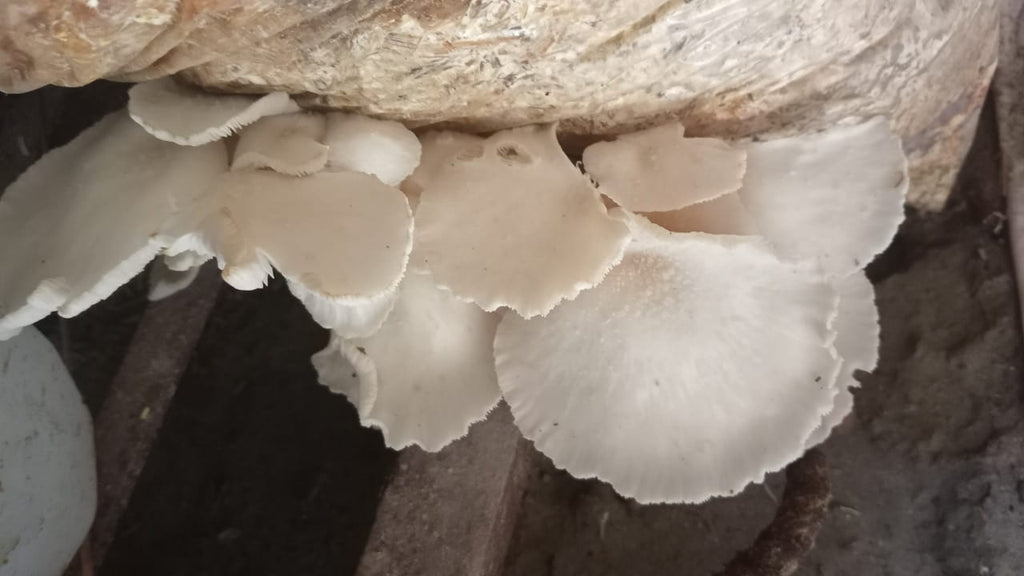 Oyester Mushroom fresh