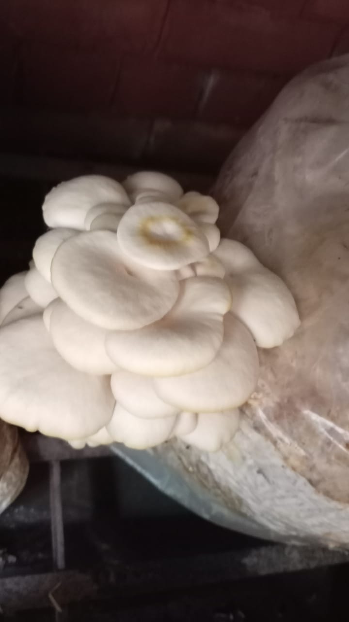 Oyester Mushroom fresh