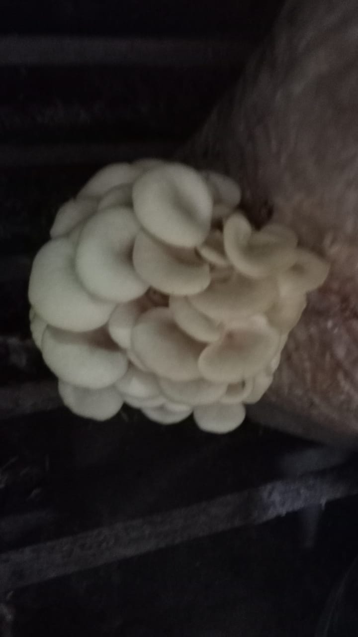 Oyester Mushroom fresh