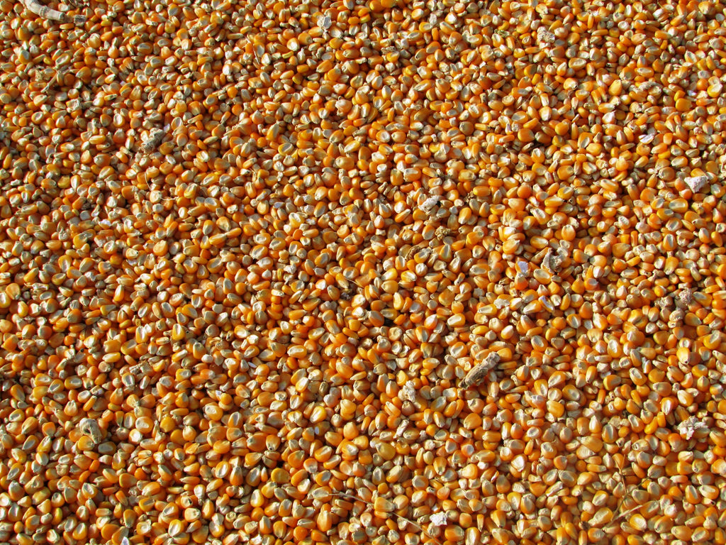 enlarged corn seeds