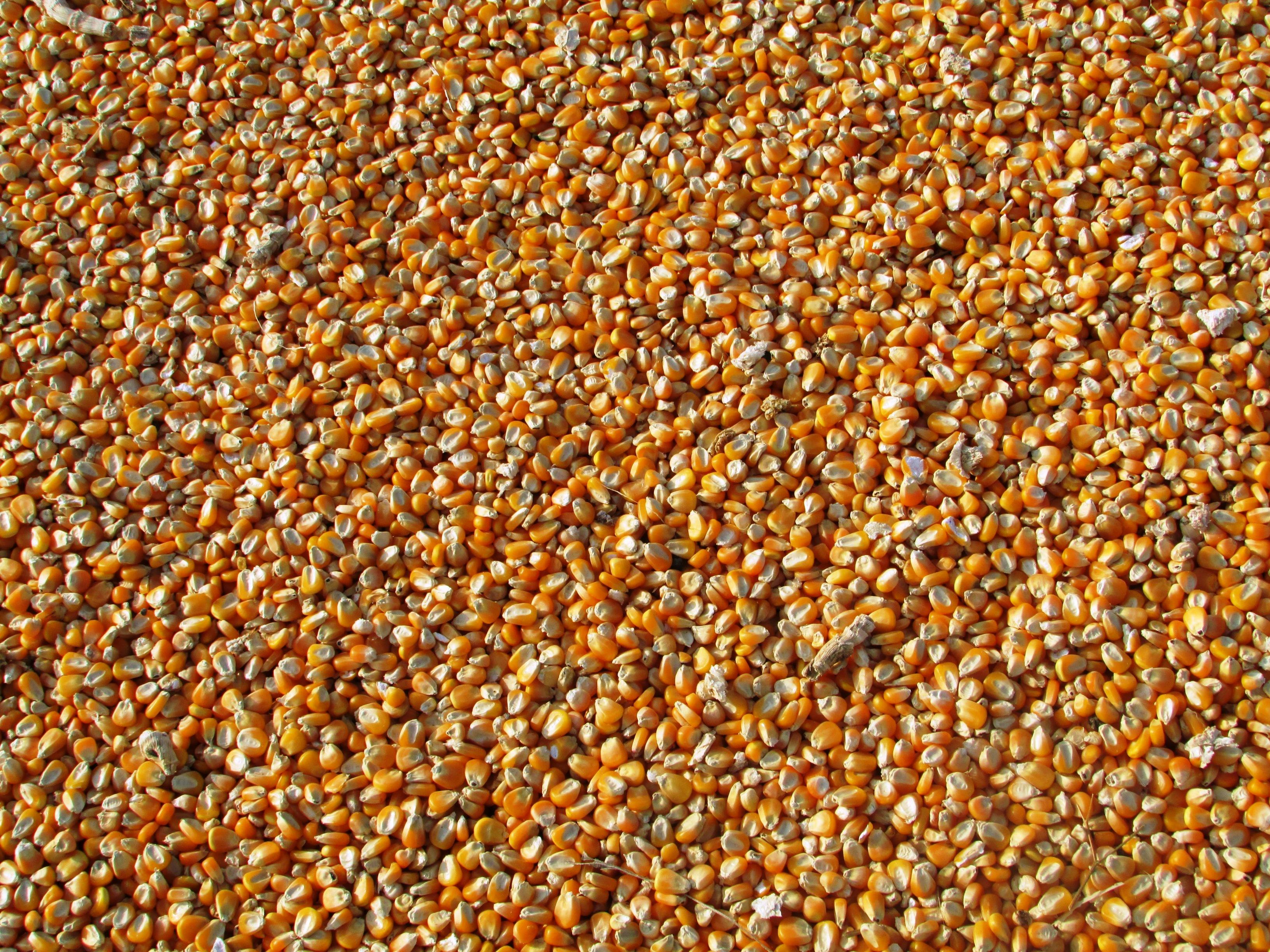 enlarged corn seeds