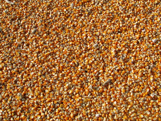enlarged corn seeds