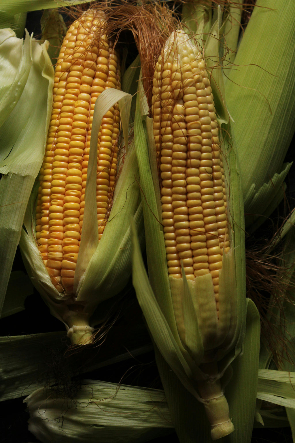 Premium Corn Seeds