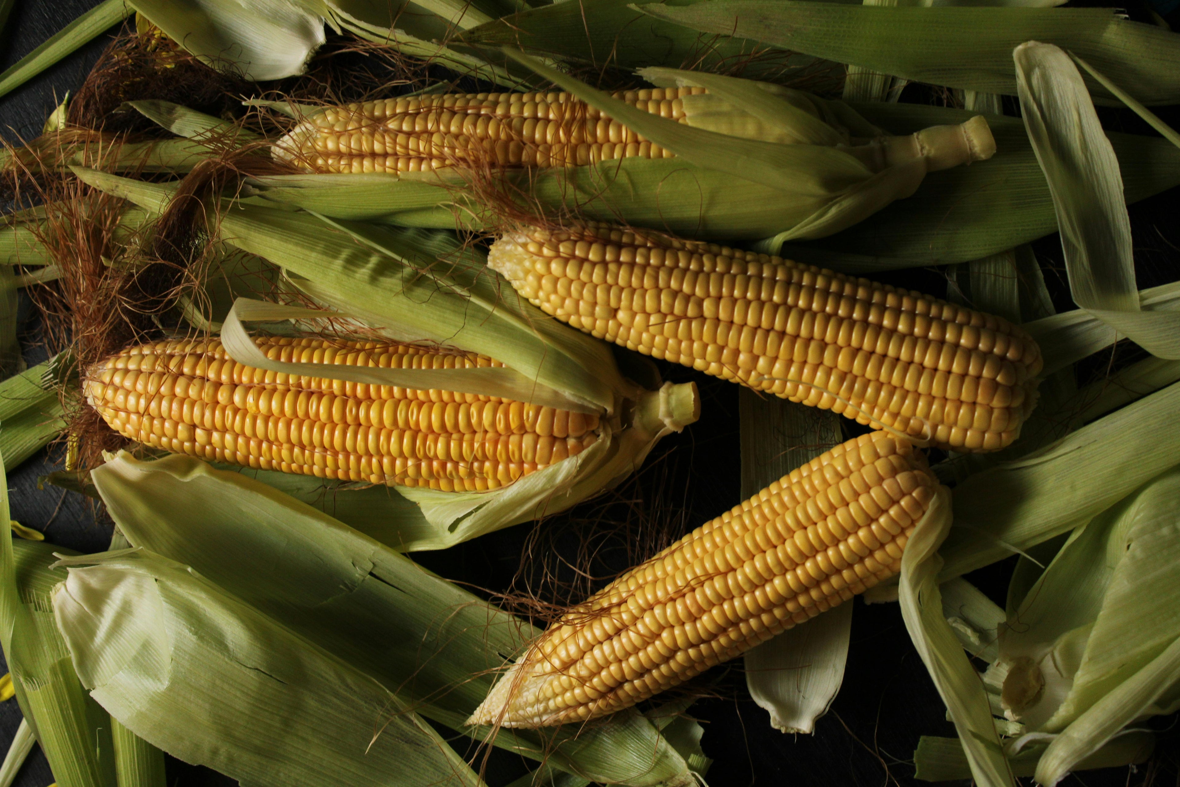 Premium Corn Seeds