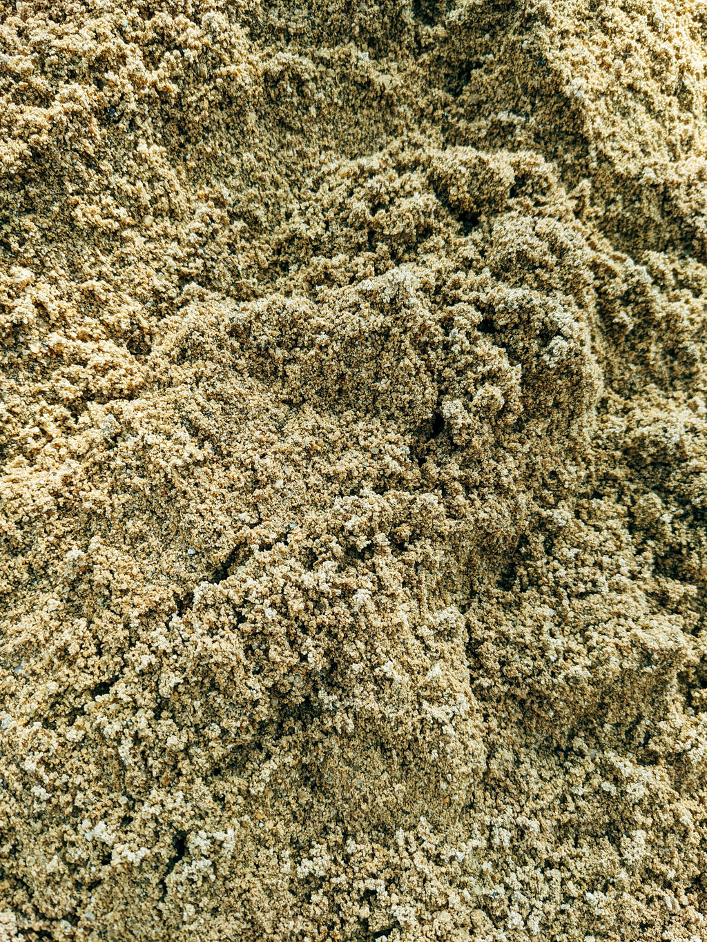 Oyster Powder