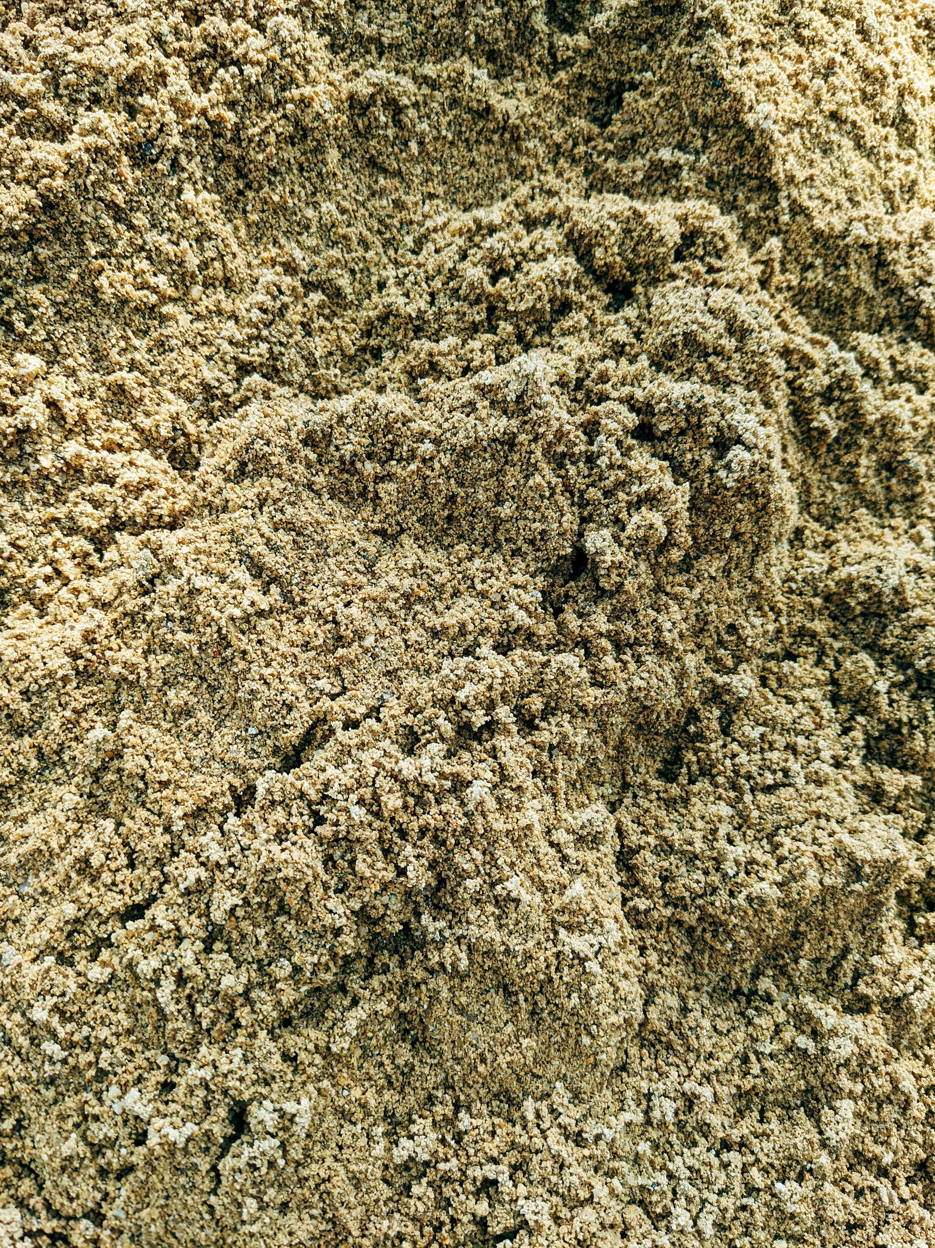 Oyster Powder