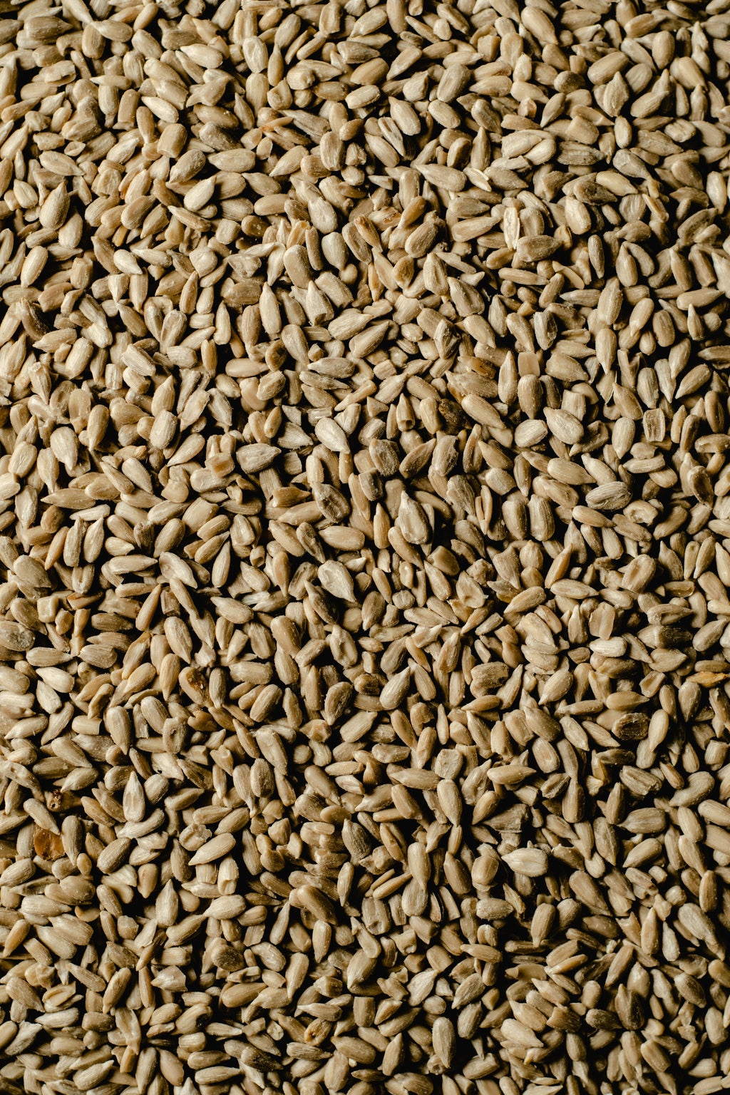 Premium Wheat Seeds