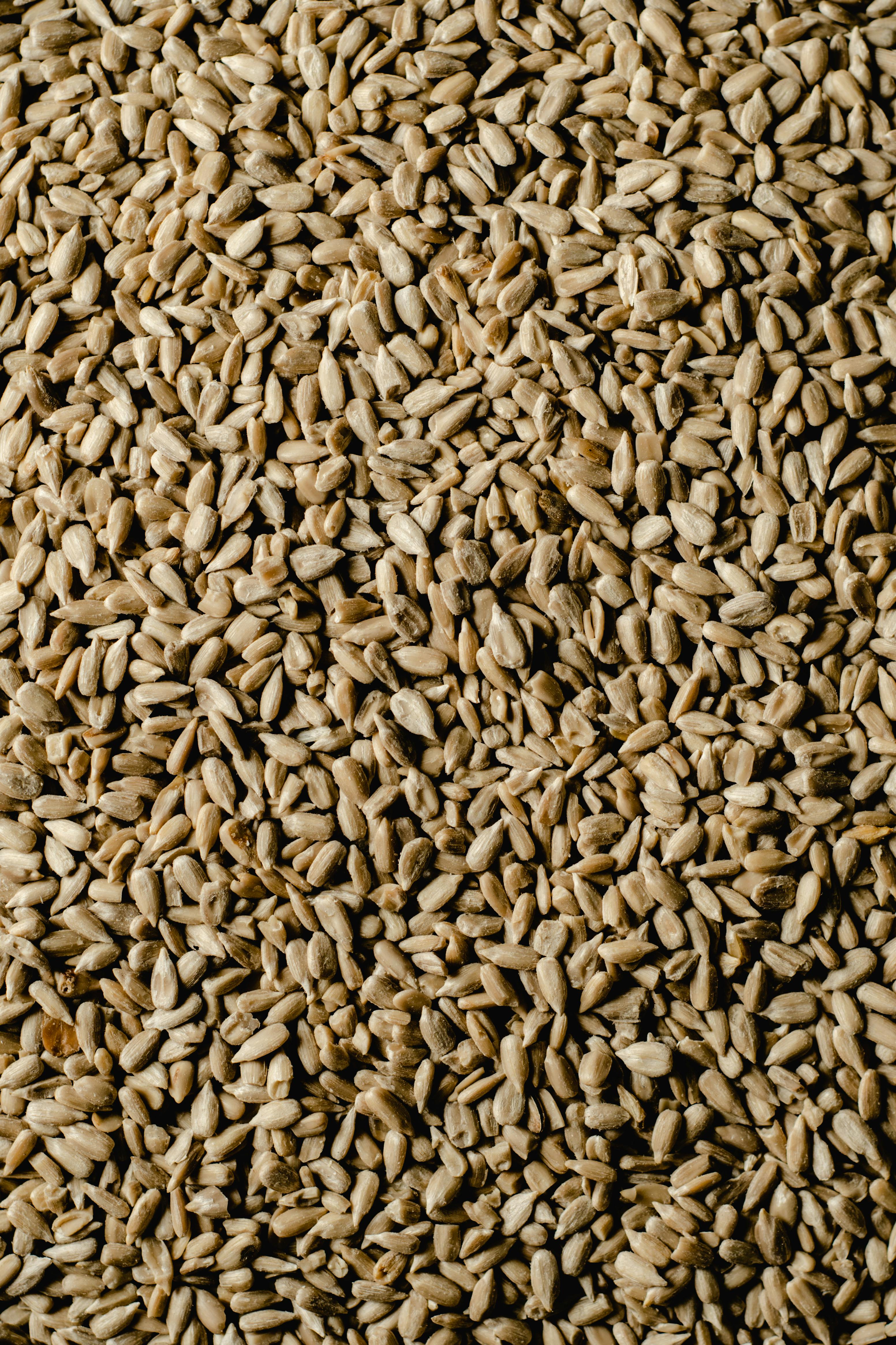Premium Wheat Seeds