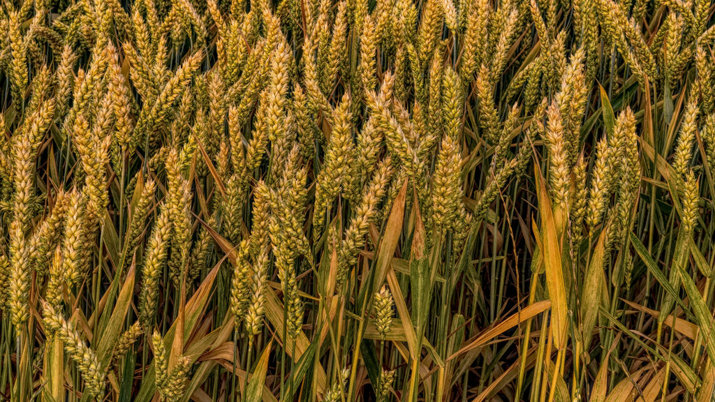 Premium Wheat Seeds