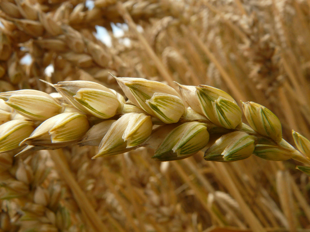 Premium Wheat Seeds